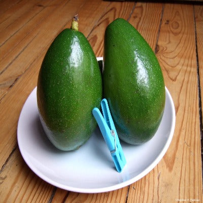 Avocat "péyi" PCS