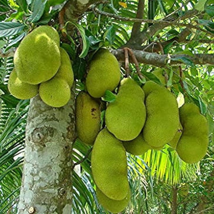 Fruit à pain frais ( l'âme véritable )