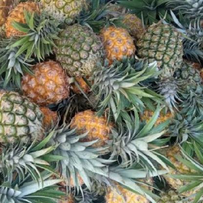 Ananas victoria 1kg