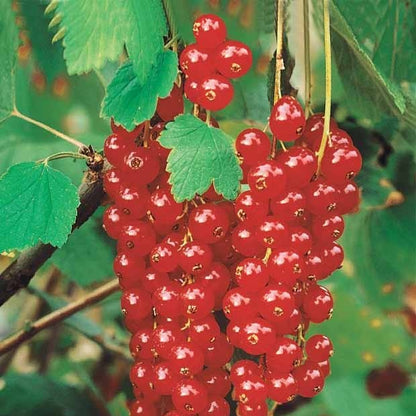 Groseille frais