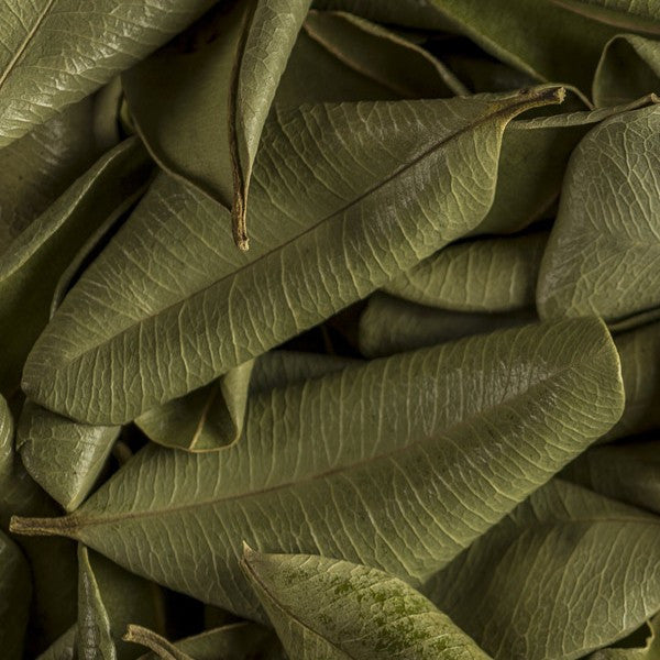 Feuilles de bois d'inde séché