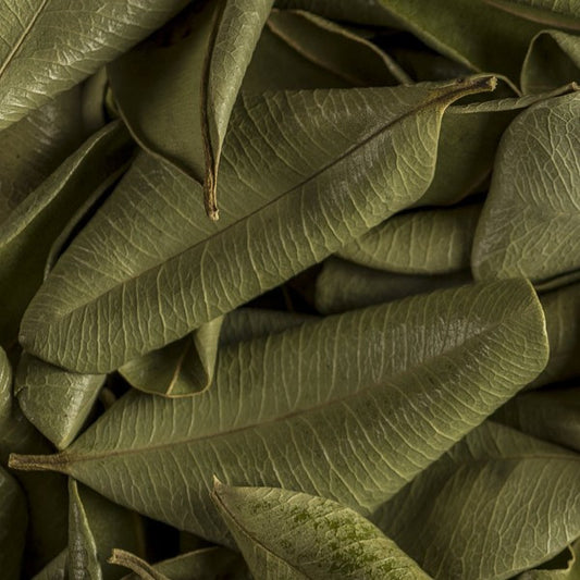 Feuilles de bois d'inde séché