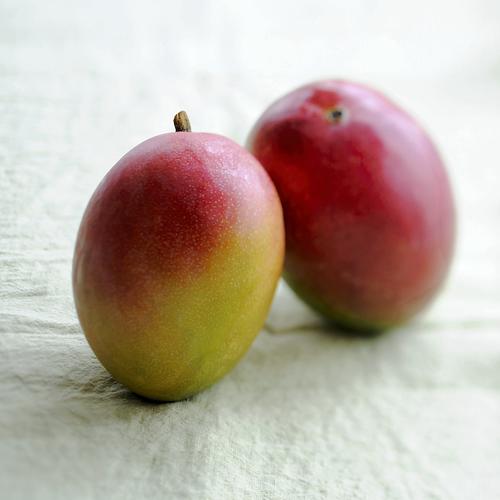 Mangue Kent lot de 2