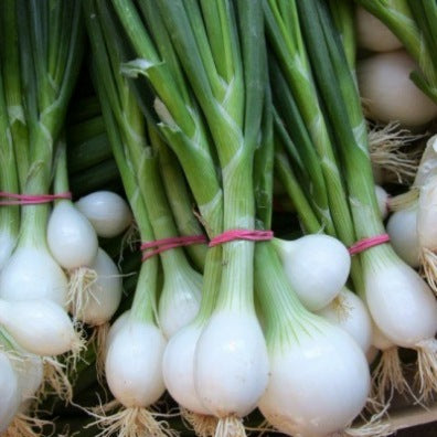 Oignon blanc