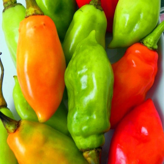 Piments doux végétarien surgelés 100g